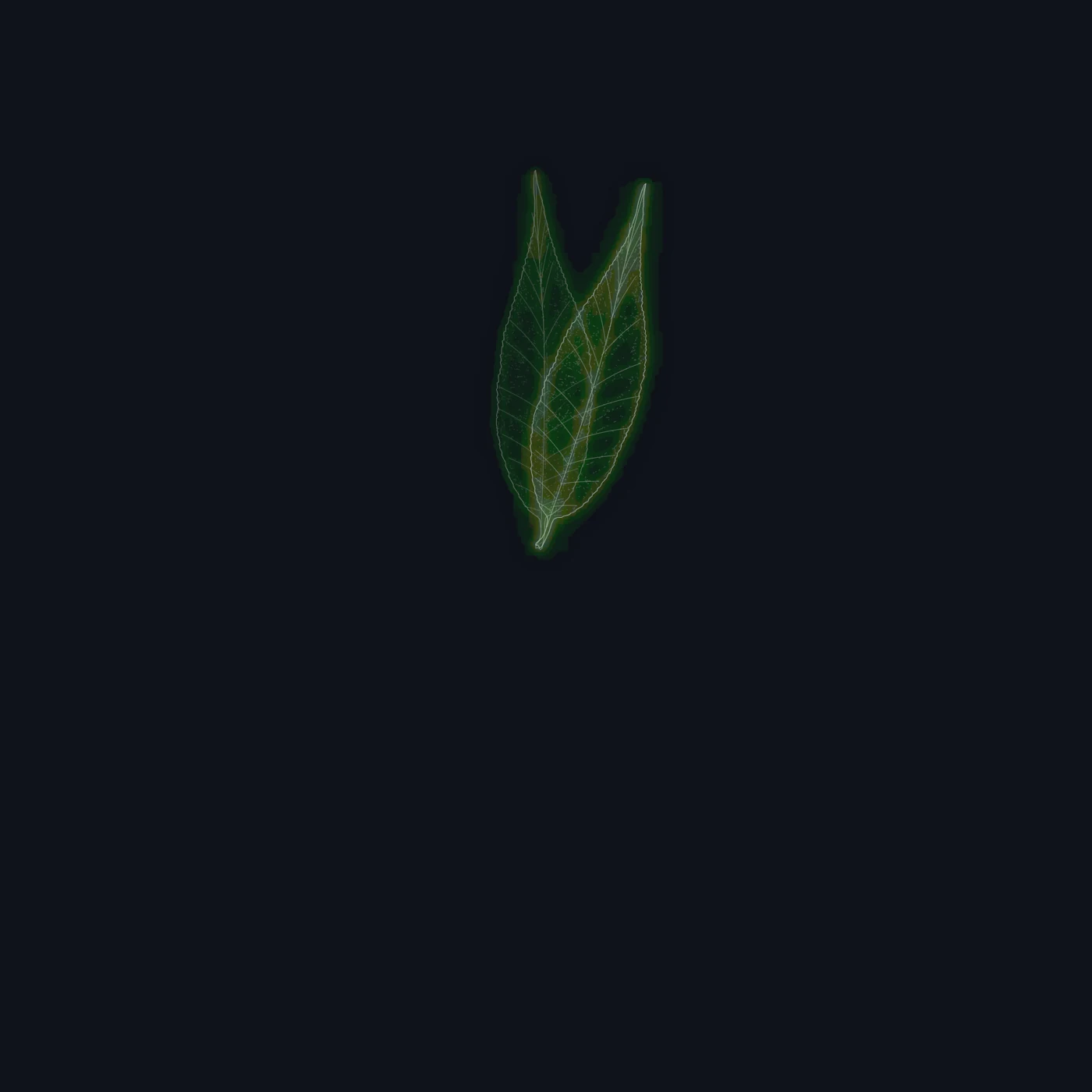 Willow / leaf source